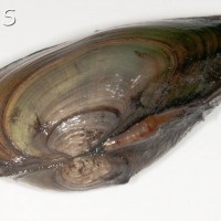 Swollen River Mussel
